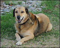 A tan-colored dog lying down