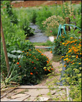 A path through a garden