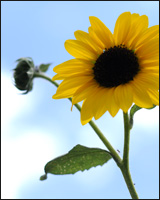 A sunflower